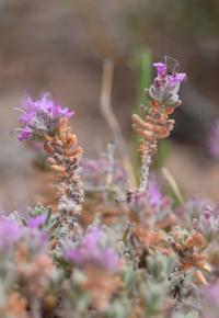 Teucrium polium (T. grupo polium)