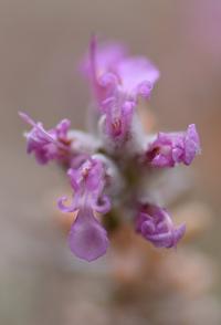 Teucrium polium (T. grupo polium)