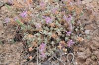 Teucrium polium (T. grupo polium)