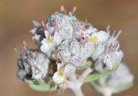 Teucrium capitatum (T.grupo polium)