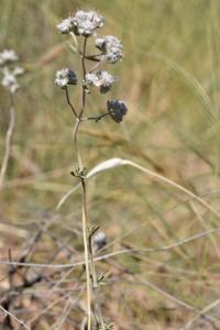 Teucrium capitatum (T.grupo polium)