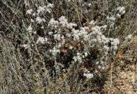 Teucrium capitatum (T.grupo polium)