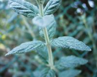 Teucrium fruticans