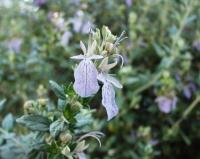 Teucrium fruticans