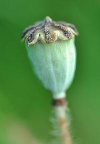 Papaver rhoeas