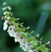 Teucrium scorodonia