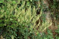 Teucrium scorodonia