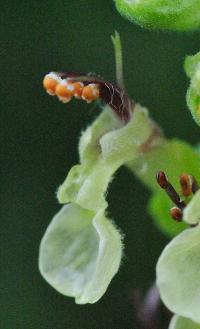 Teucrium scorodonia