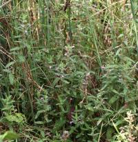 Teucrium scordium