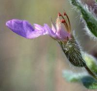 Teucrium scordium