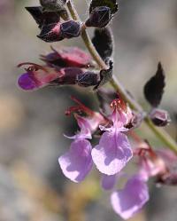 Teucrium chamaedrys subsp. pinnatifidum