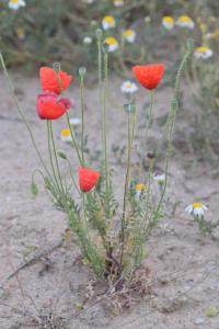 Papaver rhoeas