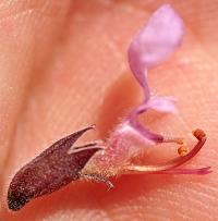 Teucrium chamaedrys subsp. pinnatifidum