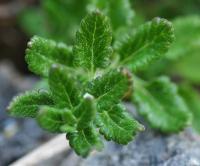 Teucrium chamaedrys subsp. pinnatifidum