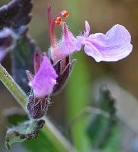 Teucrium chamaedrys subsp. pinnatifidum