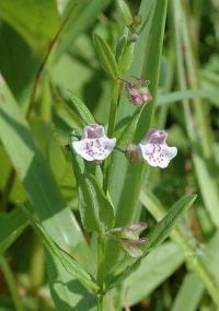 Scutellaria minor