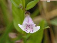 Scutellaria minor