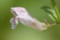 Scutellaria minor