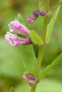 Scutellaria minor