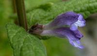 Scutellaria galericulata