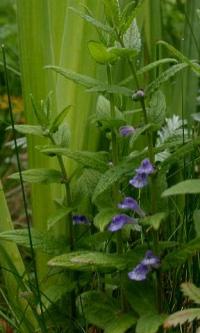 Scutellaria galericulata