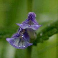 Scutellaria galericulata