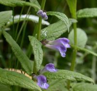 Scutellaria galericulata