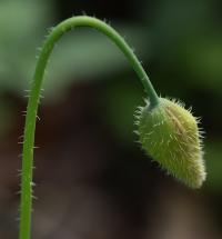 Meconopsis cambrica