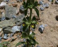 Sideritis montana subsp. ebracteata