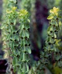 Sideritis montana subsp. ebracteata