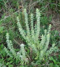 Sideritis montana subsp. ebracteata