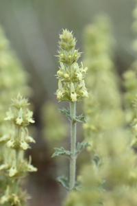 Sideritis spinulosa