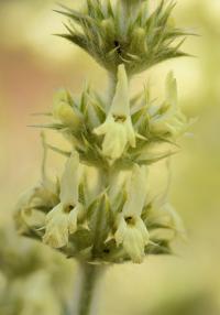 Sideritis spinulosa