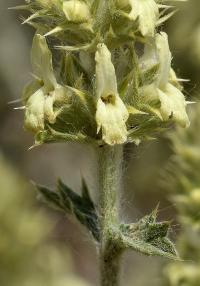 Sideritis spinulosa