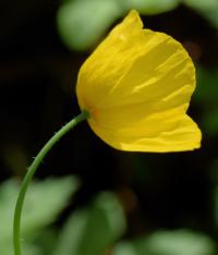 Meconopsis cambrica