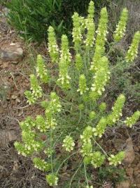 Sideritis scordioides subsp. cavanillesii