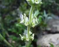 Sideritis hirsuta