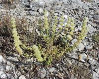 Sideritis hirsuta