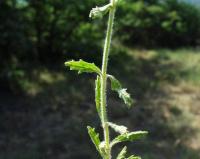 Sideritis hirsuta Sideritis hirsuta