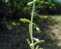 Sideritis hirsuta