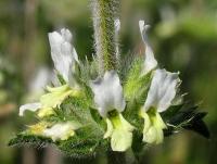 Sideritis hirsuta