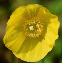 Meconopsis cambrica