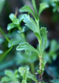 Sideritis hyssopifolia subsp. hyssopifolia