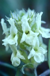 Sideritis hyssopifolia subsp. hyssopifolia