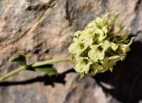 Sideritis hyssopifolia subsp. hyssopifolia