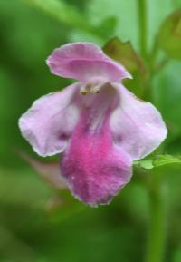 Melittis melissophyllum subsp. melissophyllum