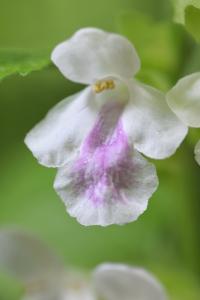 Melittis melissophyllum subsp. melissophyllum