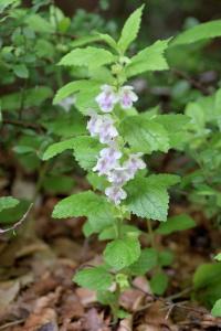 Melittis melissophyllum subsp. melissophyllum