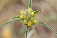 Phlomis lychnitis