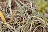 Phlomis lychnitis